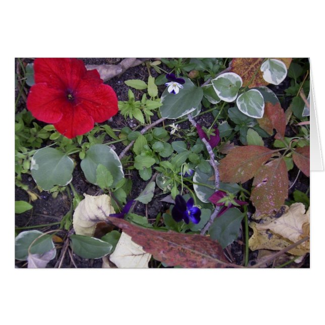 Blume im Herbst (Vorderseite (Horizontal))