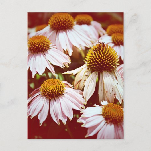 Blume im Herbst Postkarte (Vorderseite)