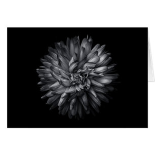 Blume im Hintergrund in Schwarz und Weiß 20