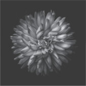 Blume im Hintergrund in Schwarz und Weiß 20 Aufkleber (Vorderseite)