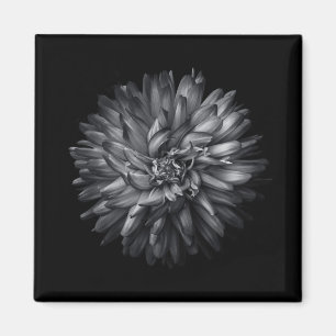 Blume im Hintergrund in Schwarz und Weiß 20 Magnet