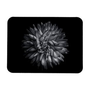 Blume im Hintergrund in Schwarz und Weiß 20 Magnet