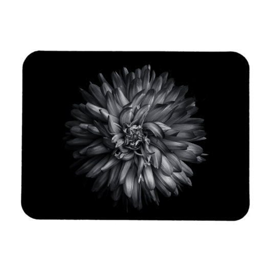 Blume im Hintergrund in Schwarz und Weiß 20 Magnet (Horizontal)