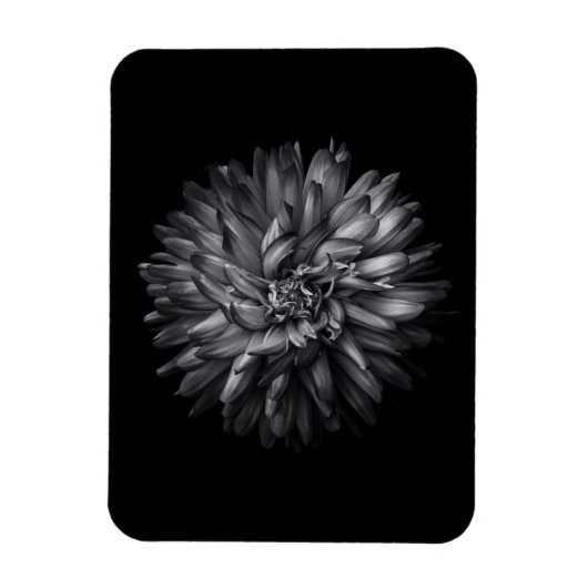 Blume im Hintergrund in Schwarz und Weiß 20 Magnet (Vertikal)