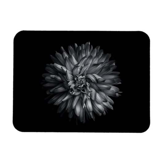 Blume im Hintergrund in Schwarz und Weiß 20 Magnet (Horizontal)