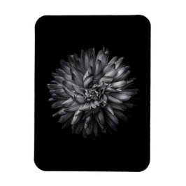 Blume im Hintergrund in Schwarz und Weiß 20 Magnet
