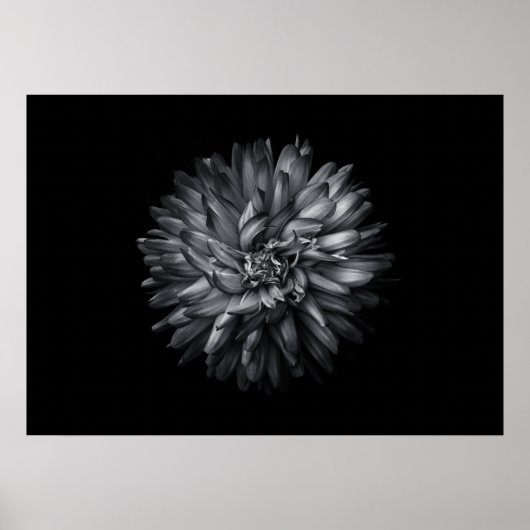 Blume im Hintergrund in Schwarz und Weiß 20 Poster (Vorne)