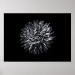 Blume im Hintergrund in Schwarz und Weiß 20 Poster