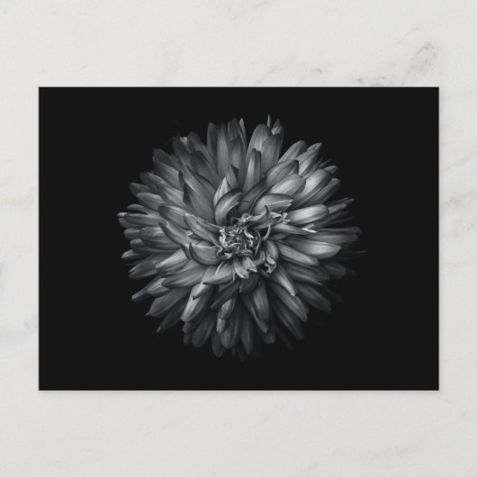 Blume im Hintergrund in Schwarz und Weiß 20 Postkarte (Vorderseite)