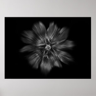 Blume im Hintergrund in Schwarz und Weiß Nr. 22 Poster