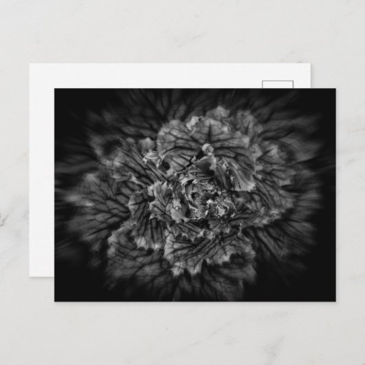 Blume im Hintergrund in Schwarz und Weiß Nr. 42 Postkarte (Vorne/Hinten)