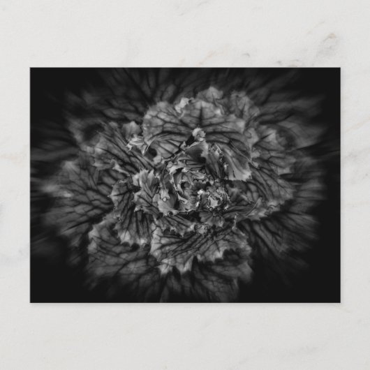 Blume im Hintergrund in Schwarz und Weiß Nr. 42 Postkarte (Vorderseite)