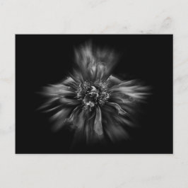 Blume im Hintergrund in Schwarz und Weiß Nr. 49 Postkarte