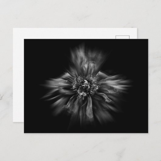 Blume im Hintergrund in Schwarz und Weiß Nr. 49 Postkarte (Vorne/Hinten)