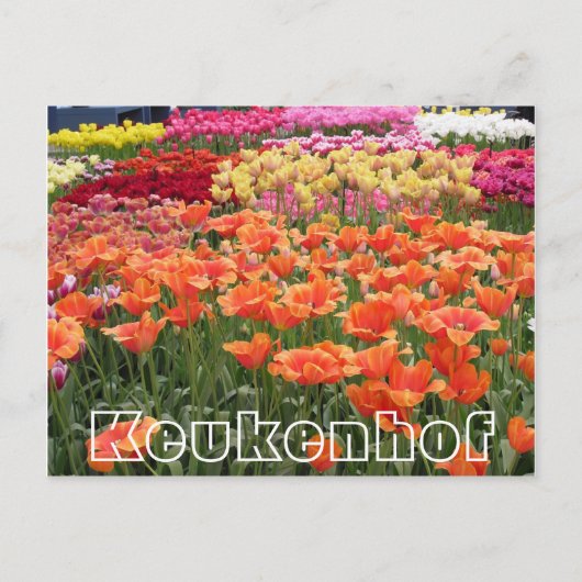 Blume im Keukenhof, orange, gelb und rot Postkarte (Vorderseite)