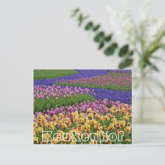 Blume im Keukenhof, Tulpenbäche Postkarte (Stehend Vorderseite)