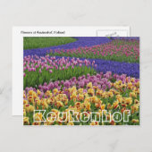 Blume im Keukenhof, Tulpenbäche Postkarte (Vorne/Hinten)