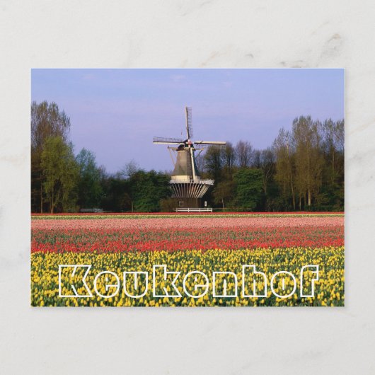 Blume im Keukenhof, Weinmühle und Bulbfields Postkarte (Vorderseite)