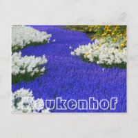 Blume im Keukenhof, weiß und lila