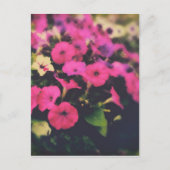 Blume im Lebensmittelgeschäft Postkarte (Vorderseite)