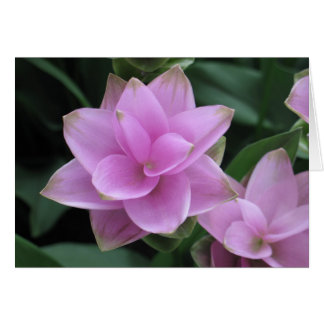 Blume im Longwood Gardens