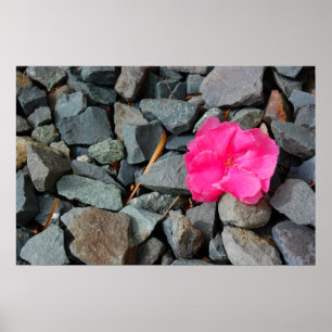 "Blume im rauen" Plakat