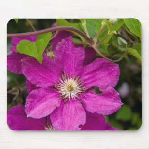 Blume im Robinette's Apple Haus & Geschenkladen Mousepad