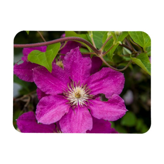 Blume im Robinette's Apple Haus & Gift Barn Magnet (Horizontal)