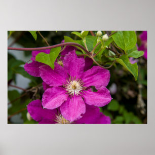 Blume im Robinette's Apple Haus & Gift Barn Poster