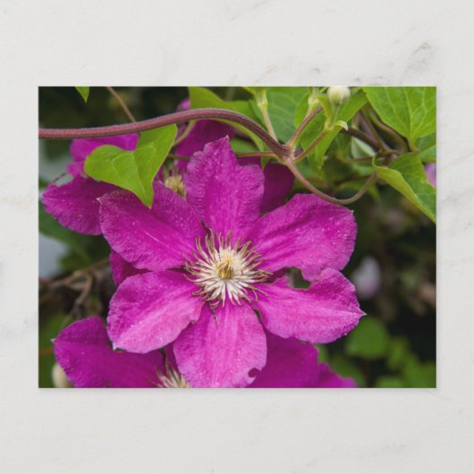 Blume im Robinette's Apple Haus & Gift Barn Postkarte (Vorderseite)