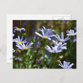 Blume im Sonnenschein Postkarte (Vorne/Hinten)