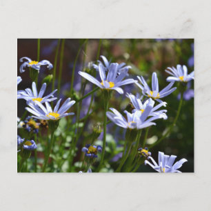 Blume im Sonnenschein Postkarte