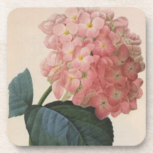 Blume im Vintagen Garten, Pink Hydrangea Hortensia Getränkeuntersetzer
