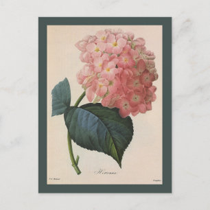 Blume im Vintagen Garten, Pink Hydrangea Hortensia Postkarte