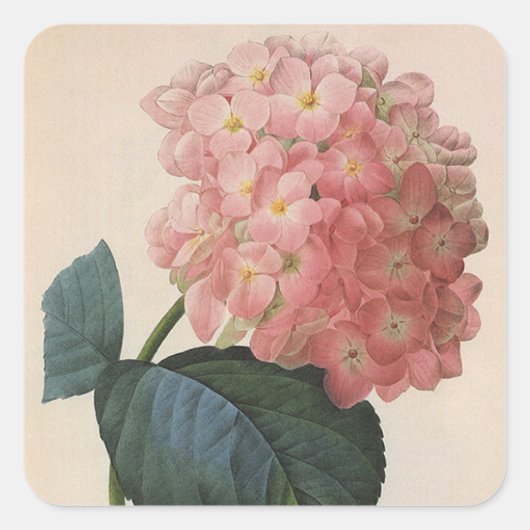 Blume im Vintagen Garten, Pink Hydrangea Hortensia Quadratischer Aufkleber (Vorderseite)
