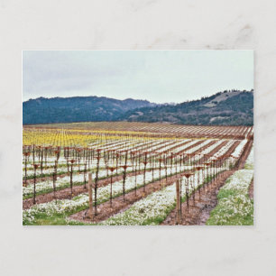 Blume im Weinberg, Alexander Valley, Kalifornien, Postkarte
