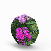 Blume im Weingut Chateau Morrisette, Floyd, VA Fotoblock (Rechts)