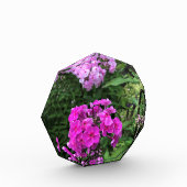 Blume im Weingut Chateau Morrisette, Floyd, VA Fotoblock (Links)