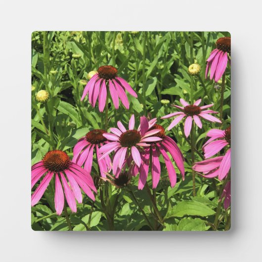 Blume im Weingut Chateau Morrisette, Floyd, VA Fotoplatte (Vorderseite)