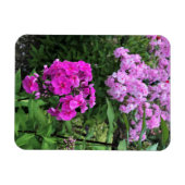 Blume im Weingut Chateau Morrisette, Floyd, VA Magnet (Horizontal)