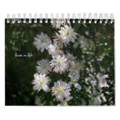 Blume im Weißen Garten Kalender (Titelbild)