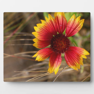 Blume im Wind Fotoplatte