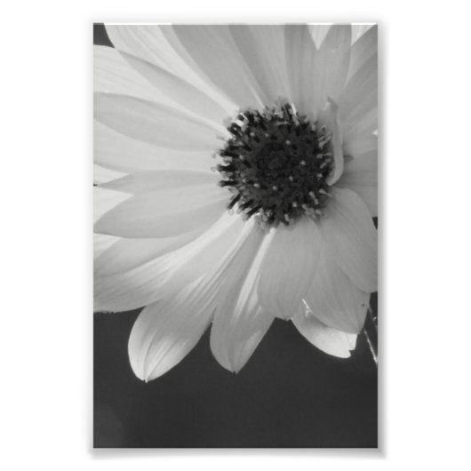 Blume in B/W Fotodruck (Vorne)