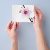 Blume in blassrosa flyer (Gruppe)