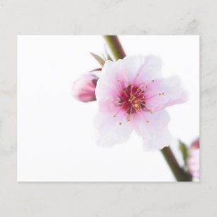 Blume in blassrosa flyer