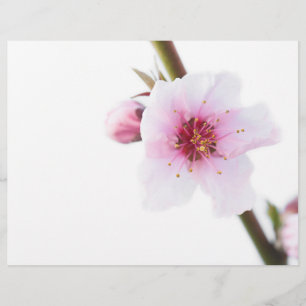 Blume in blassrosa flyer