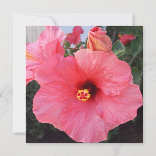 Blume in Chania Kreta, Griechenland Feiertagskarte (Vorderseite)