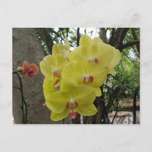 Blume in Chiang Mai Thailand Postkarte