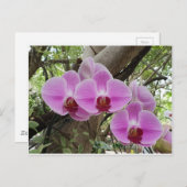 Blume in Chiang Mai Thailand Postkarte (Vorne/Hinten)