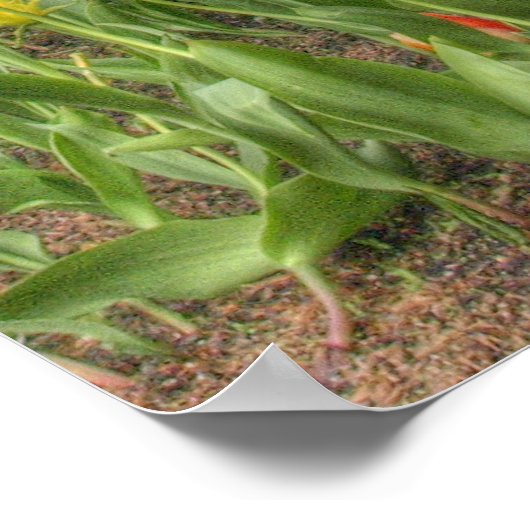 Blume in Chicago Poster (Ecke)